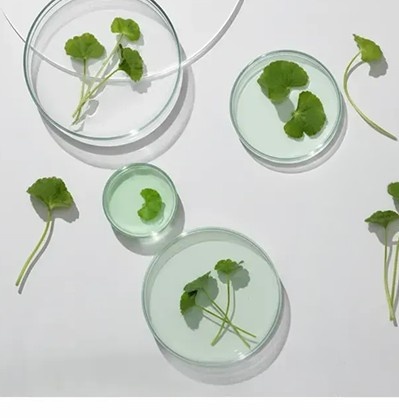 Centella Asiatica culture Background